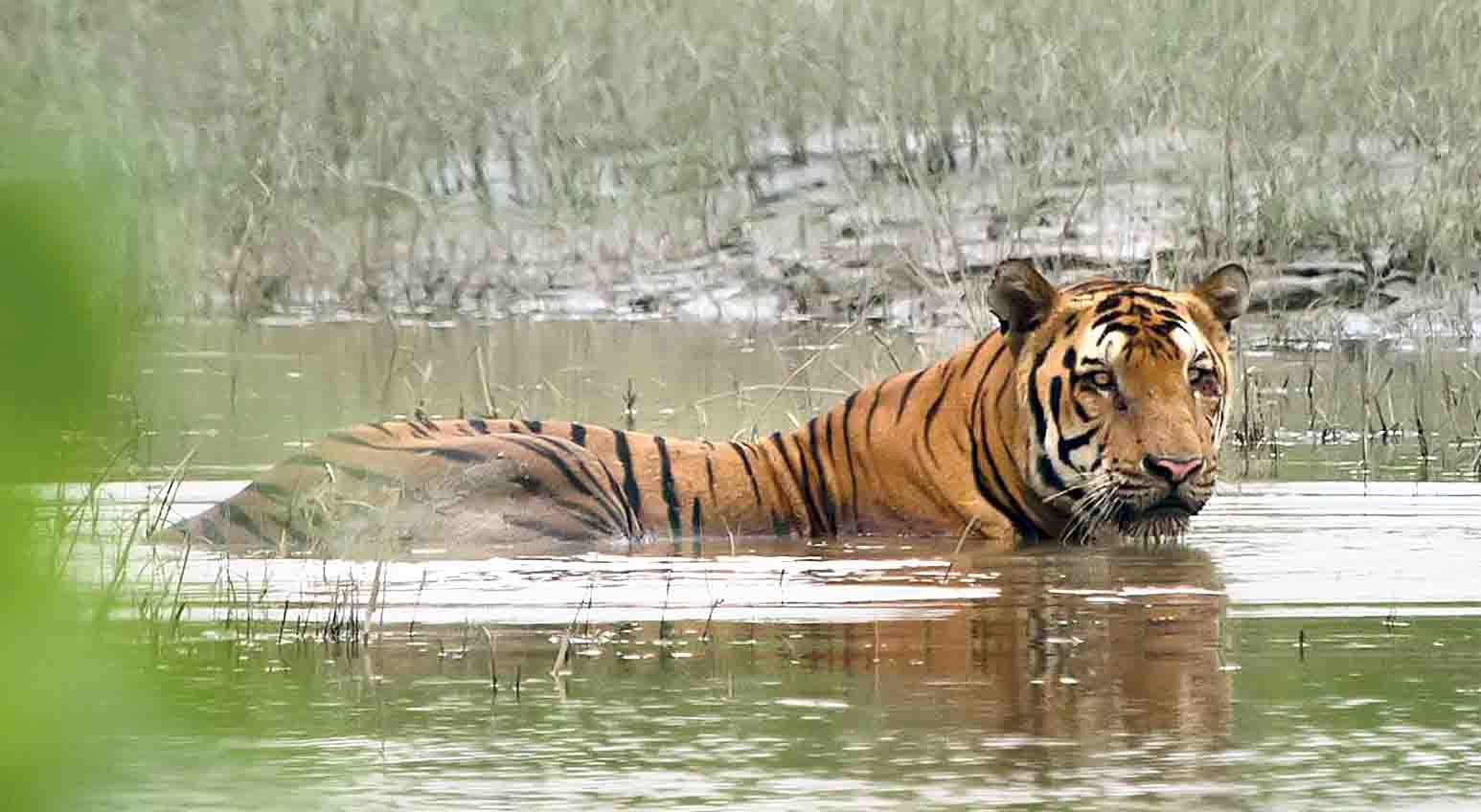 3 held with Royal Bengal Tiger parts along Arunachal-Assam border 