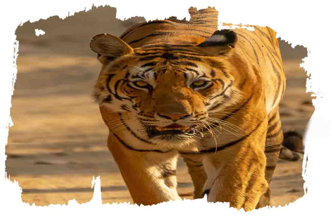 1614589622royal-rajasthan-with-taj-tigers9.jpg