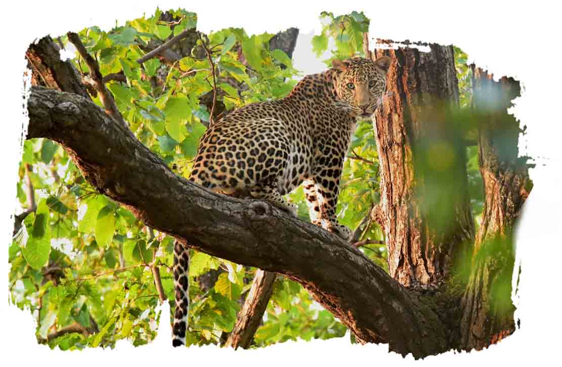 1615577757best-of-indian-wildlife-tour10.jpg