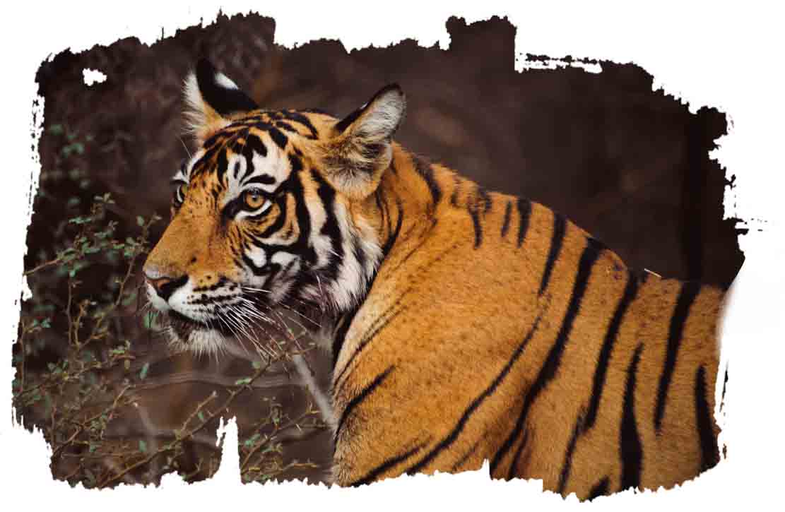 1615577757best-of-indian-wildlife-tour7.jpg