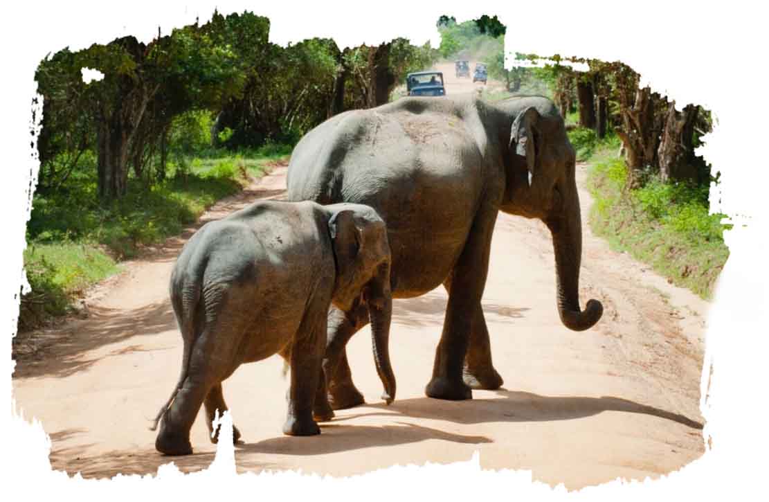1615875409nagarhole-safari-tour-with-delightful-mysore3.jpg